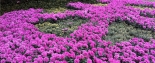 西湖菊花展，百菊競放